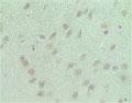 Ab41940 at 50 µg/ml staining rat cerebrum nerve cells.